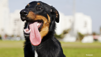 Beauceron