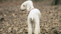 The Bedlington Terrier