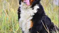 Bernese Mountain Dog