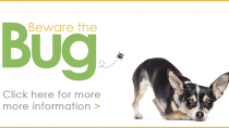 Beware the Bug: Parasite Prevention and Screening for Dogs