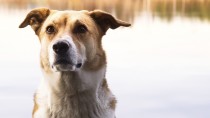 Blue-Green Algae: A Deadly Danger for Dogs