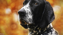 The Bluetick Coonhound