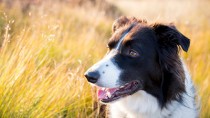border collie in tall grass