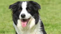 The Border Collie