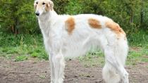 Borzoi Dog Breed