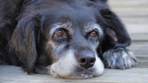 Brain Tumors in Dogs