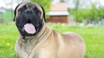 Bull Mastiff