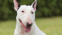 The Bull Terrier