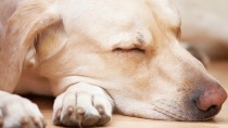 Can Dogs Have Narcolepsy?