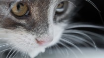 Can My Cat Drink Milk?