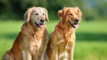 Caring for a Senior Dog: 7 Healthy Habits