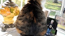 Cataracts in Cats