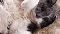 Coccidiosis in Cats