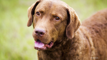 Chesapeake Bay Retriever