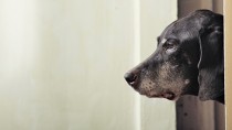 Chronic Kidney Disease: What Does Kidney Failure in Dogs Really Mean?