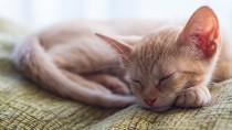 City and Country Cats: Preparing Your Cat for a New Environment