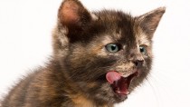 Cleft Lip and Palate in Kittens