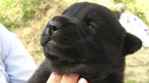 Cleft Lip and Palate in Puppies