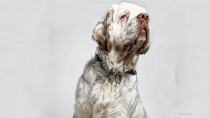 Clumber Spaniel