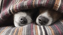 Cold Weather Tips for Dogs