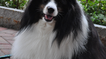 Collie