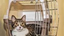 Cat in Crate