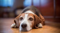 Sad Dog on Wood Floor