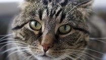 Congestive Heart Failure in Cats