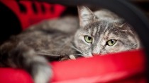 constipated cat on red couch