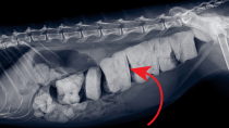Constipation and Megacolon: How Surgery can Save Your Cat from Misery