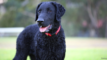 The Curly-Coated Retriever