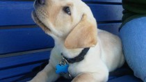 Golden labrador puppy