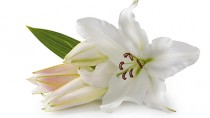 The Dangers of Easter Lilies to Cats