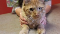 What you need to know about declawing cats. 