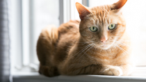 Diabetes Insipidus in Cats and Dogs