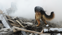 Disaster Preparedness for Pets