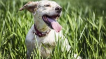 Do Dogs Sweat?