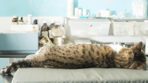 Dog and Cat Anesthesia Myths