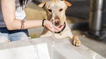 dog drinking from water fountain