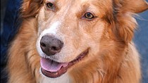 Aspergillosis in Dogs