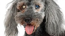 Cataracts in Dogs