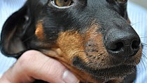 Seborrhea in Dogs