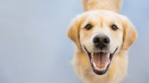 keep your dog's smile as healthy as this Golden Retriever
