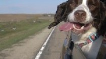 Dogs in Cars: Should My Dog Hang His Head Out the Car Window?