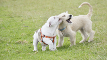 The Do's and Don'ts of Dog Parks 