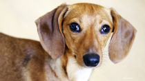 Ear Infections in Dogs