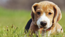 Ear Problems Leading to Otitis in Dogs