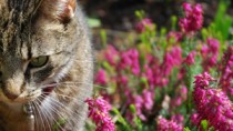 cat in a field of flowers