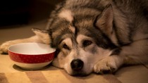 Sad Dog on Wood Floor