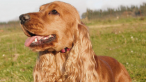 English Cocker Spaniel